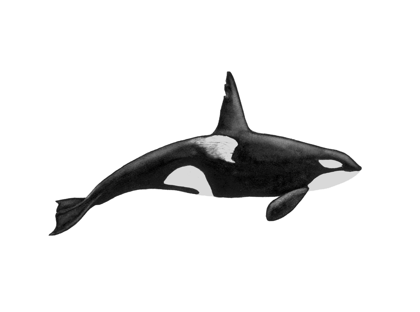 Forel Art | Art Cards