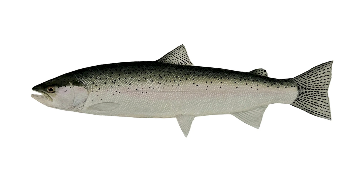 Forel Art | Stickers