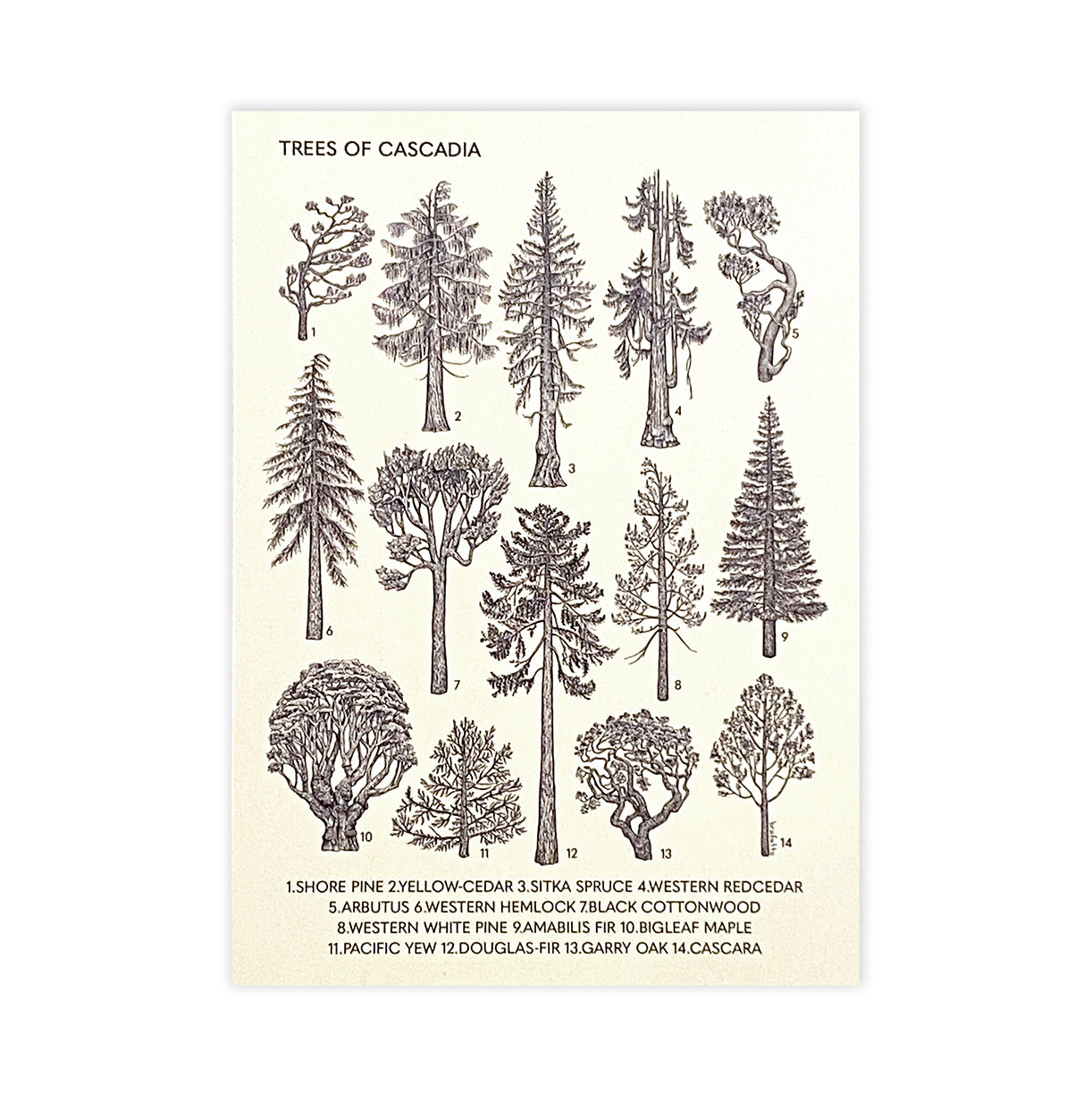 HYC | Postcard 5" x 7"