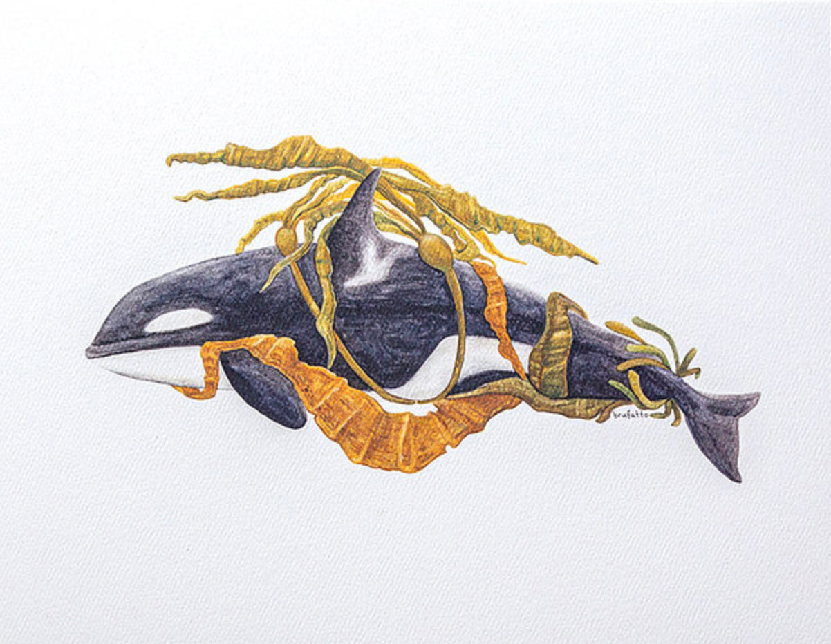 HYC | Orca in the Weeds Art