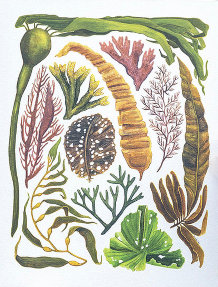 HYC | Seaweeds of Cascadia Art
