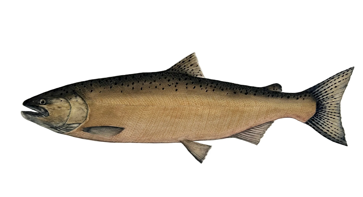 Forel Art | Stickers