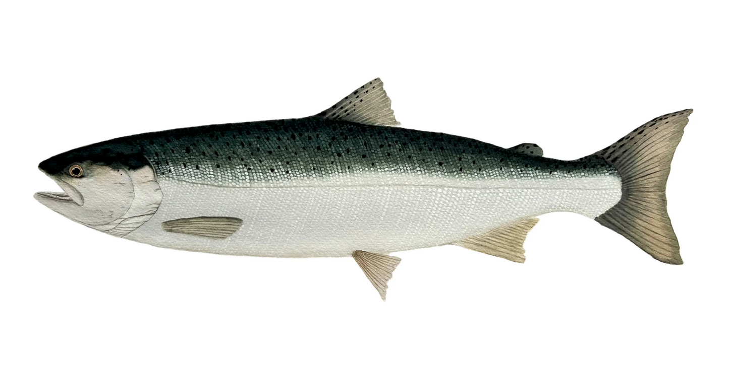 Forel Art | Stickers