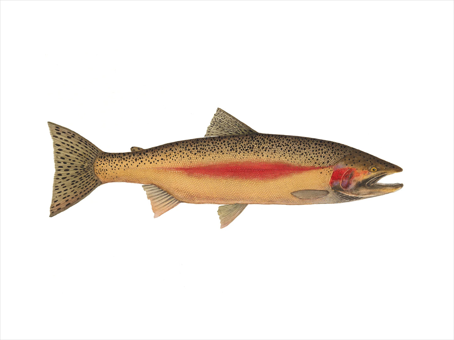 Forel Art | Art Cards 5”x7”