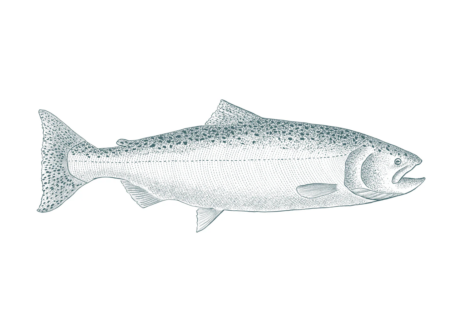 Forel Art | Art Cards