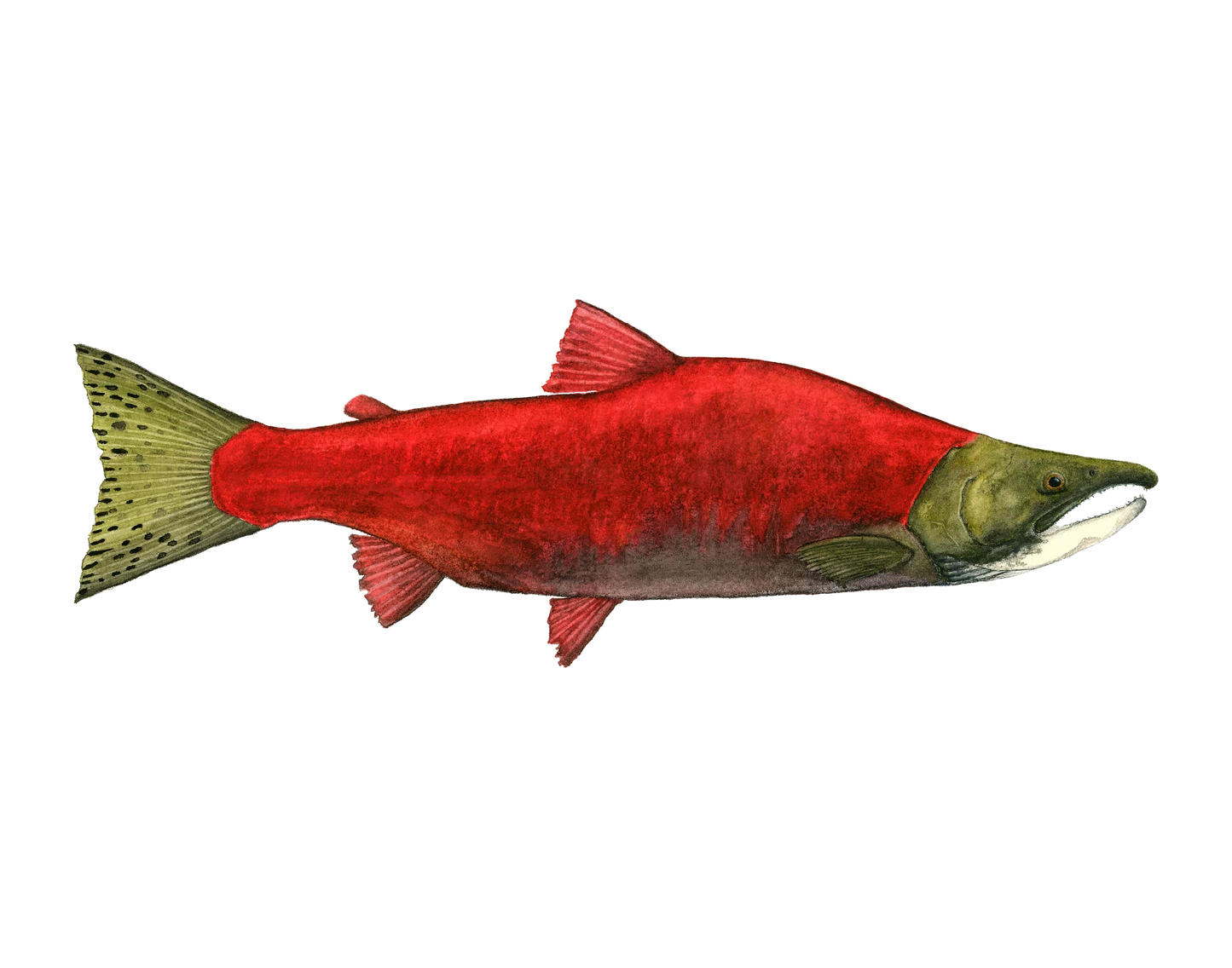 Forel Art | Art Cards 5”x7”
