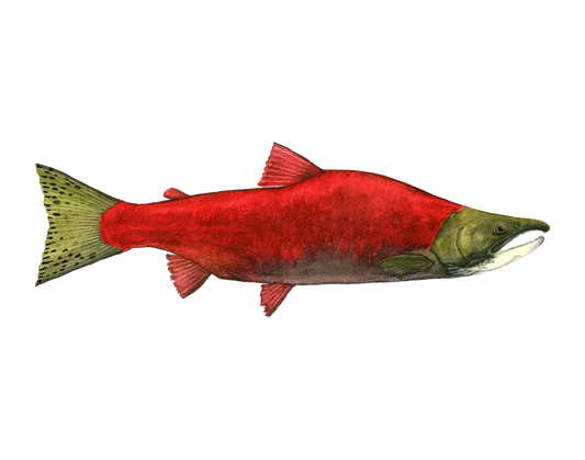 Forel Art | Art Cards 5”x7”