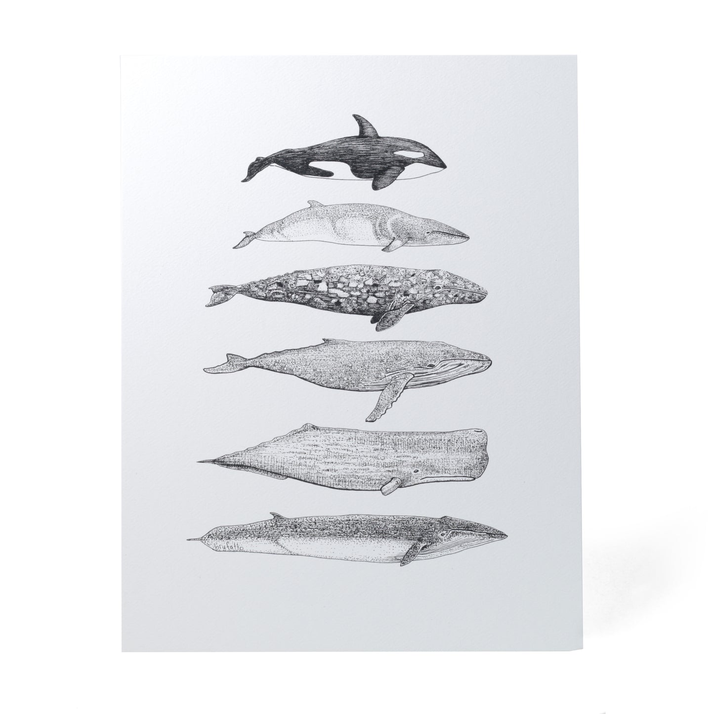 6 Cetacean Species of BC Art