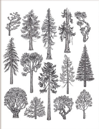 Trees Of Cascadia