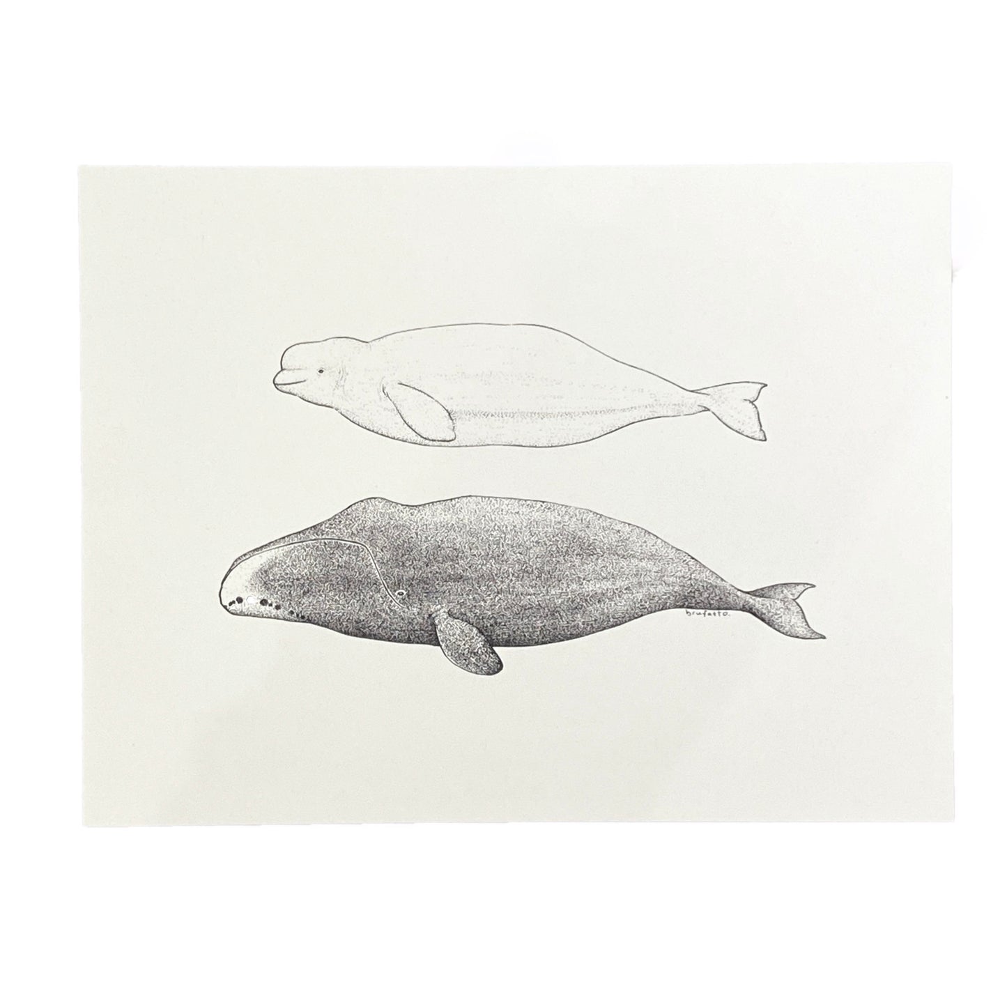 Bowhead and Beluga Art